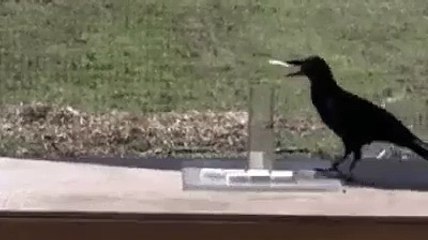 Thirsty Crow