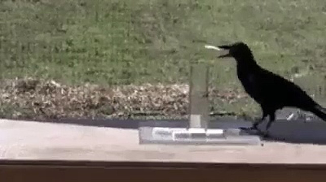Thirsty Crow
