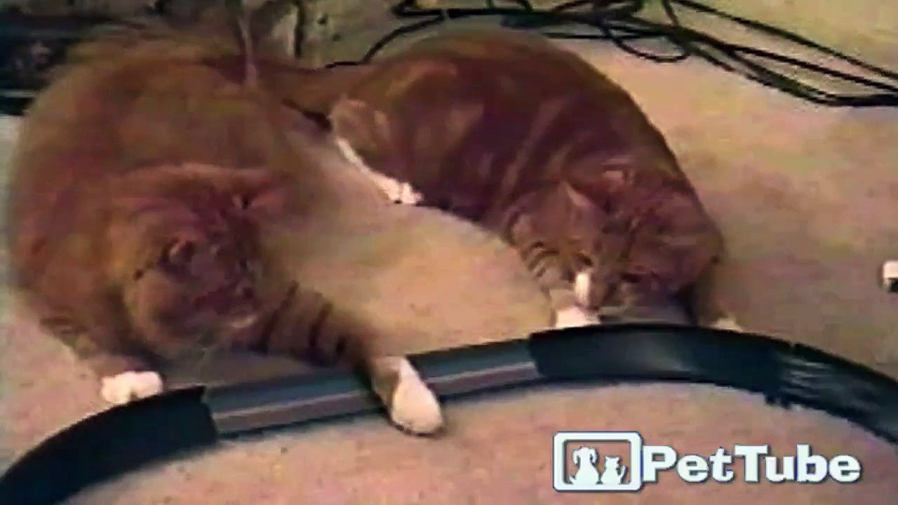 Race Car Cats