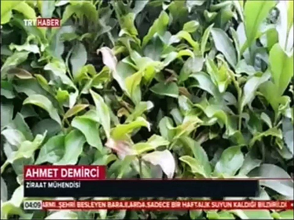 Çay Bahçelerinde Sarı Akar Tehlikesi