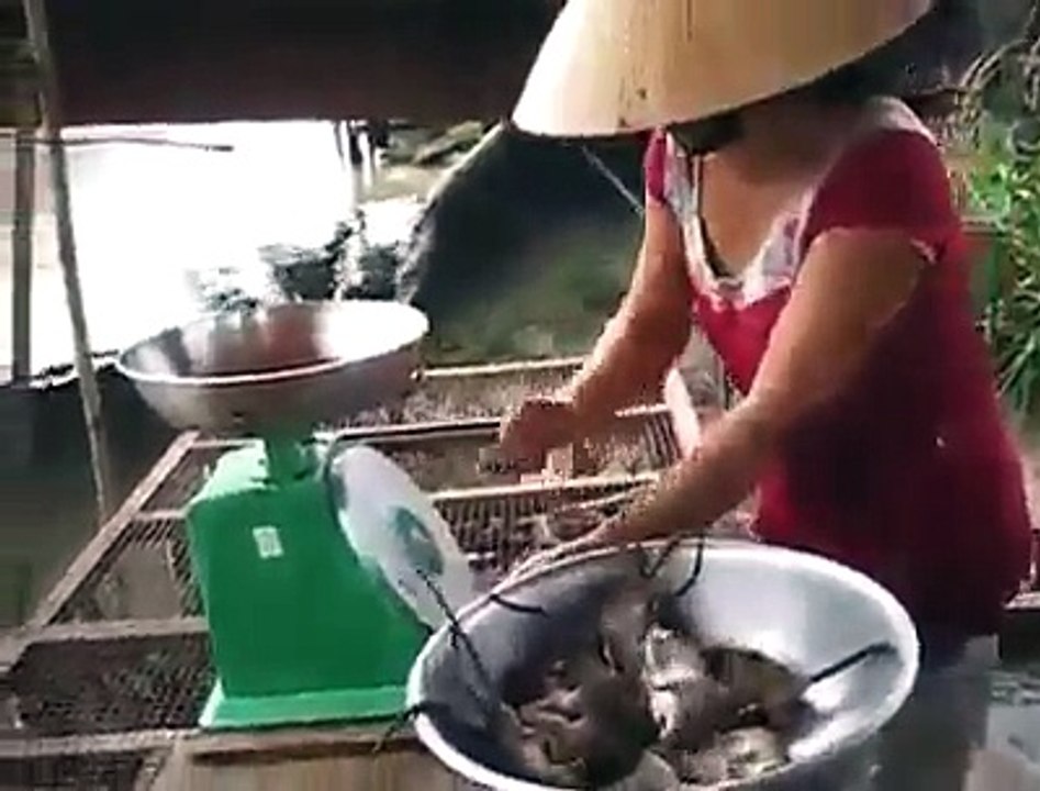 Girl cutting Rats for cooking