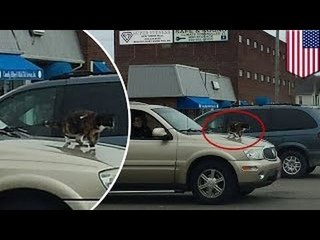 Хозяева кота привязали его к капоту автомобиля и поехали кататься по городу