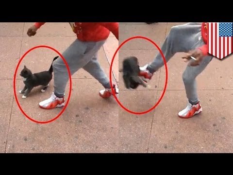 Житель Бруклина арестован за жестокое обращение с кошкой