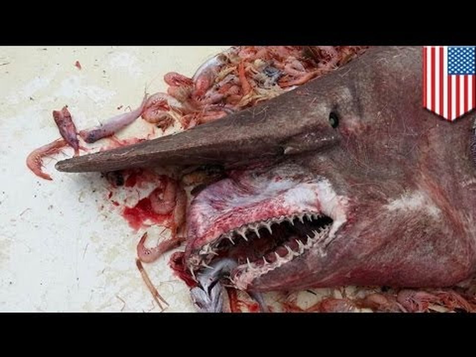 Если вам ещё не снятся кошмары: срочно смотрите это видео!