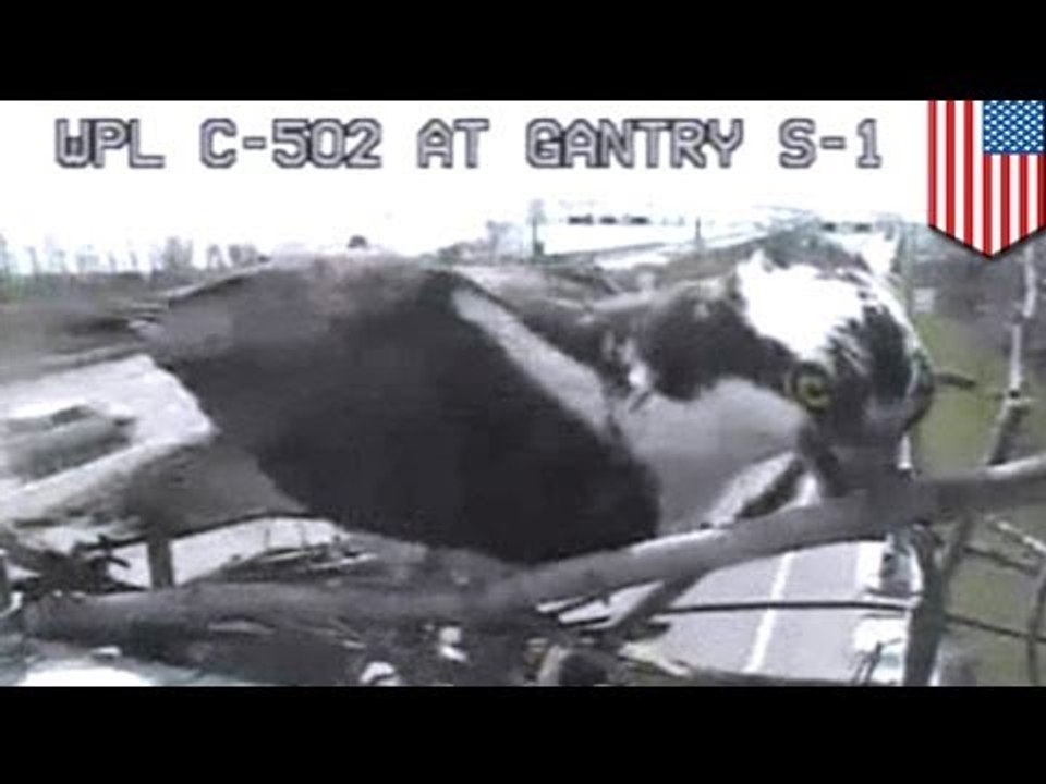 Даёшь свободу пернатым!