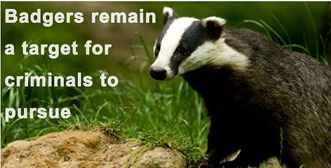 BBC Radio Cumbria 8Apr15 on badger deaths