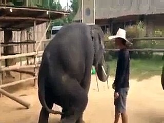 Elephant Dance In Gangnam Style Song