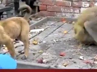 funny monky and Dog fight