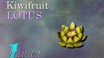 Beautiful Kiwi Fruit Lotus Flower - Beginners Lesson 3 By Mutita Art In Fruit And Vegetable Carving