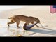 LYNX vs REQUIN: Un lynx attaque un requin sur une plage en Floride