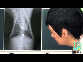 Un chaton meurt après avoir été forcé de manger des vis métalliques