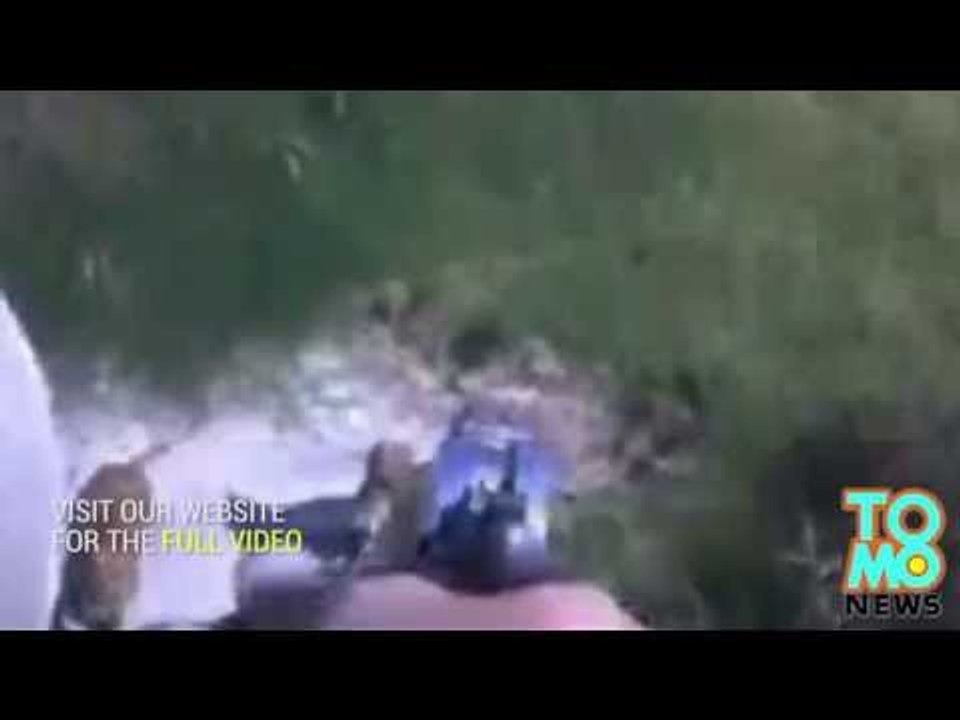 Un policier abat un chiot pit-bull de 7 mois, on ne sait pas vraiment pourquoi