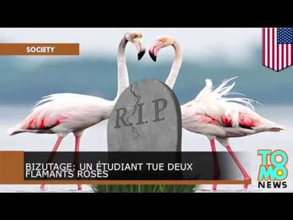 BIZUTAGE: Un étudiant tue deux flamants roses