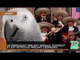 Un perroquet parlant Anglais disparait et est retrouvé parlant l’Espagnol