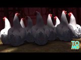Poulets ne pouvant fuir: 920 poulets se sont fait assassiner sans motif apparent