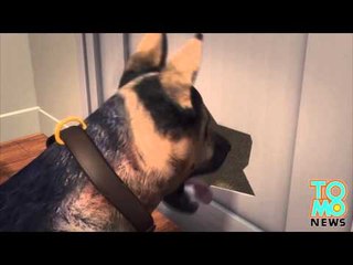 VIDEO: Un pittbull se fait Taser et piquer pour avoir attaqué ses maîtres