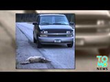 Tueur de loups: Un homme dans le Montana est fier d’avoir écrasé deux loups