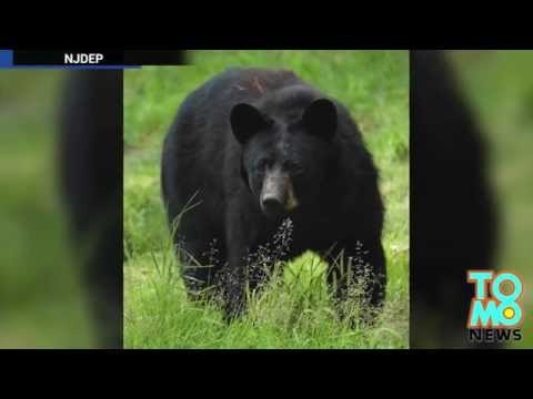 ATTAQUE D’OURS: Ça faisait 150 ans qu’un homme ne s’était pas fait attaquer dans le New-Jersey
