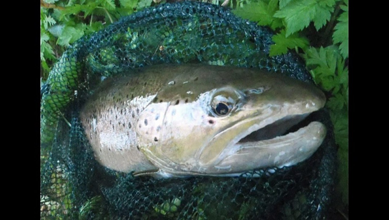 un jour a grosses truites