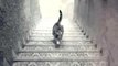 Ce chat monte-t-il ou descend-t-il les escaliers ? - ZAPPING ACTU HEBDO DU 11/04/2015