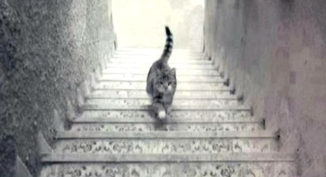 Ce chat monte-t-il ou descend-t-il les escaliers ? - ZAPPING ACTU HEBDO DU 11/04/2015