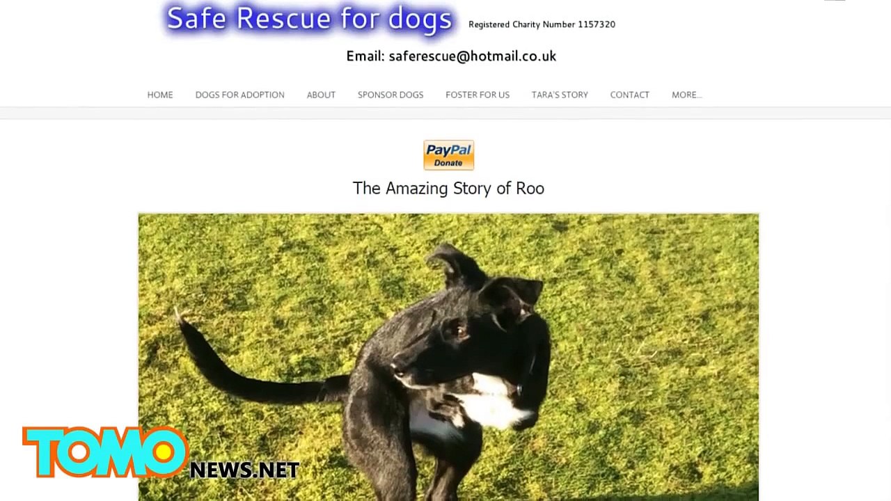 الكلبة روو التي تشبه الكنغورو بحاجة للتبرع لمتابعة حياتها