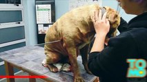 شرطي يضرب كلباً بسهم في ملكيته الشخصية