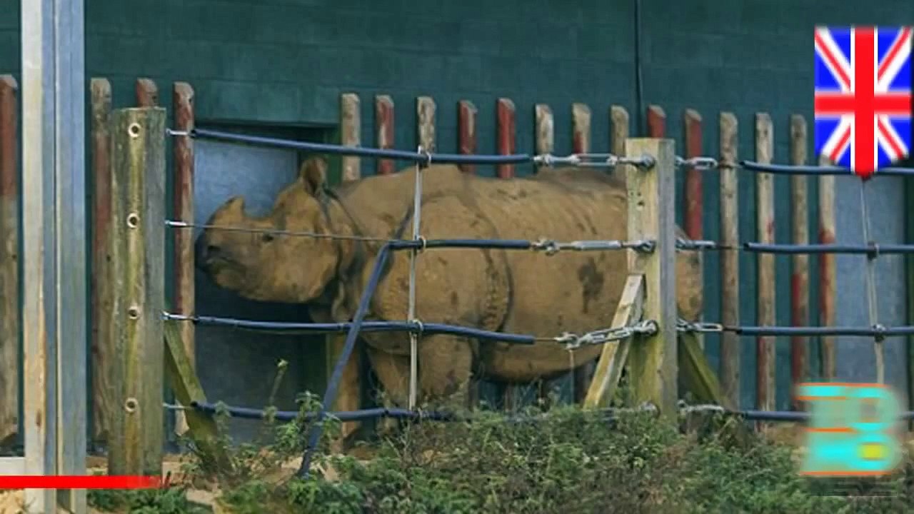 موظف حديقة حيوان ينجو بحياته بعد أن داسه وحيد قرن يبلغ وزنه 2طن