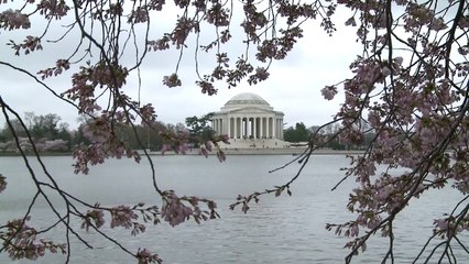 Washington cherry blossoms come into bloom