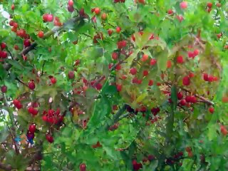 Plante un árbol en su jardín
