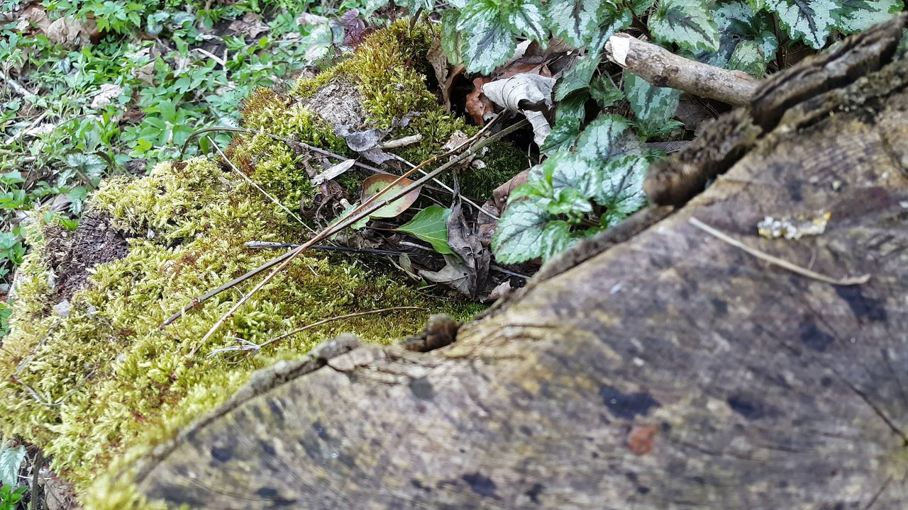 Testvideo: Samsung Galaxy S6 4K Camera Sample