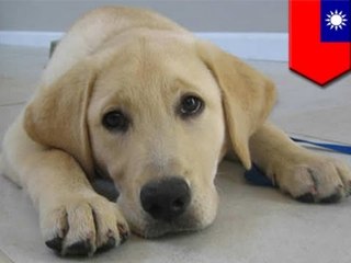 Собака-поводырь лишилась глаза из-за удара тапком