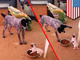 Отважная кроха самоотверженно защищает свою миску