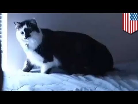 Кот-террорист взял в заложники целую семью