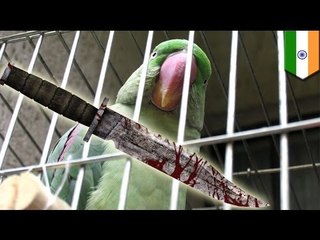 Попугай помог поймать убийц своей хозяйки