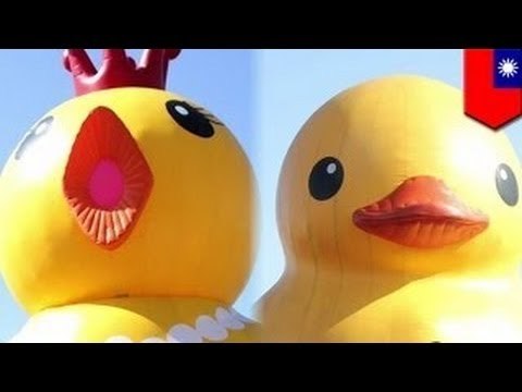 Утка против Курицы: борьба гигантских пернатых в Цзилунской гавани