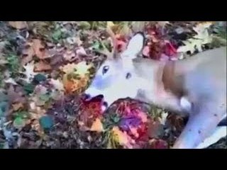 Олень троллит охотника: восстал из мёртвых и сбежал