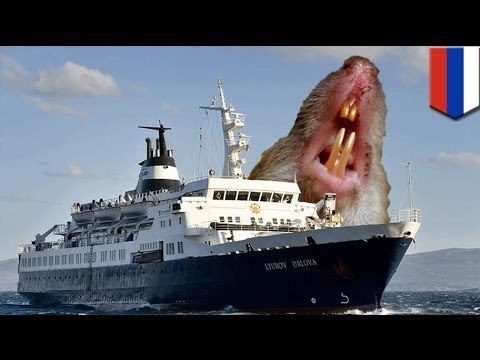 Корабль-призрак везёт на Британские острова крыс-каннибалов