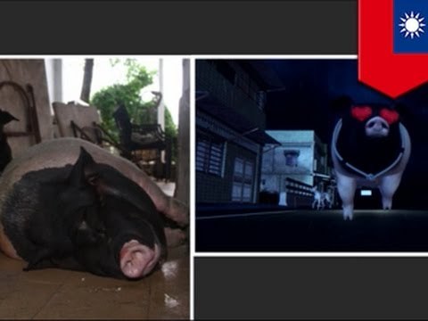 Тайваньская свинка попала под машину