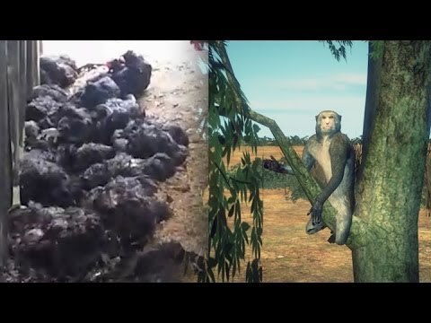 Обезьяны напали на птицеферму и убили 50 кур