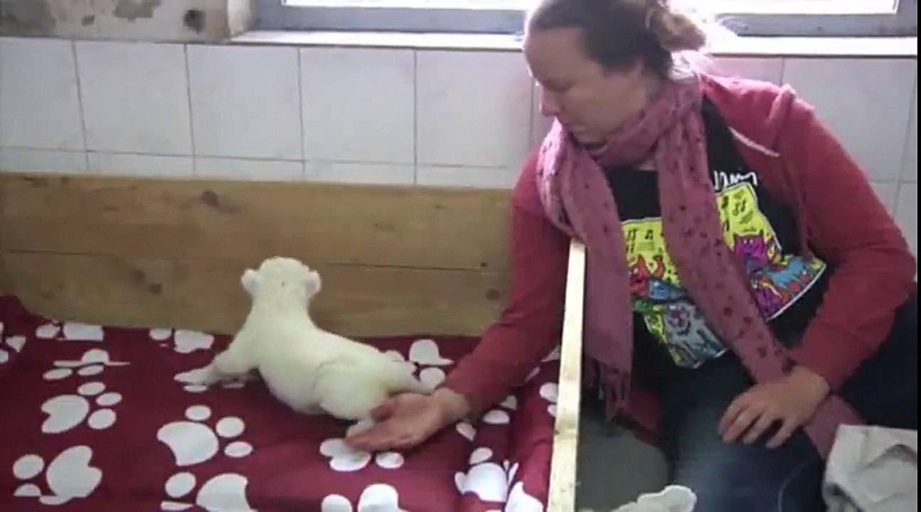 Little White Lion Cub Tries To Roar