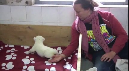 Little White Lion Cub Tries To Roar