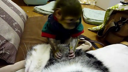 Monkey grooming a cat