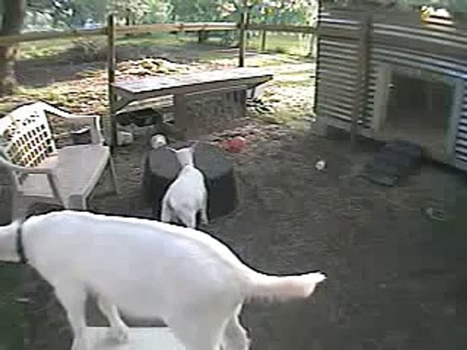 Mutant Star Goats