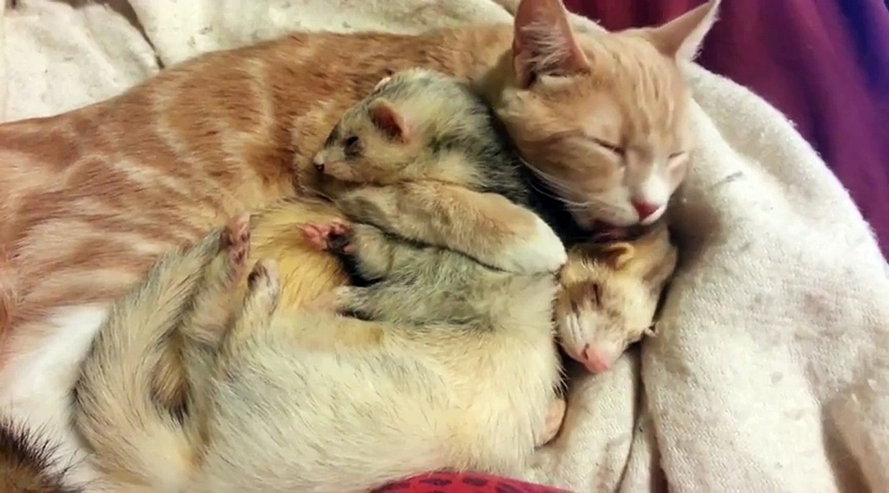 Cat Gives Adorable Ferret a Bath