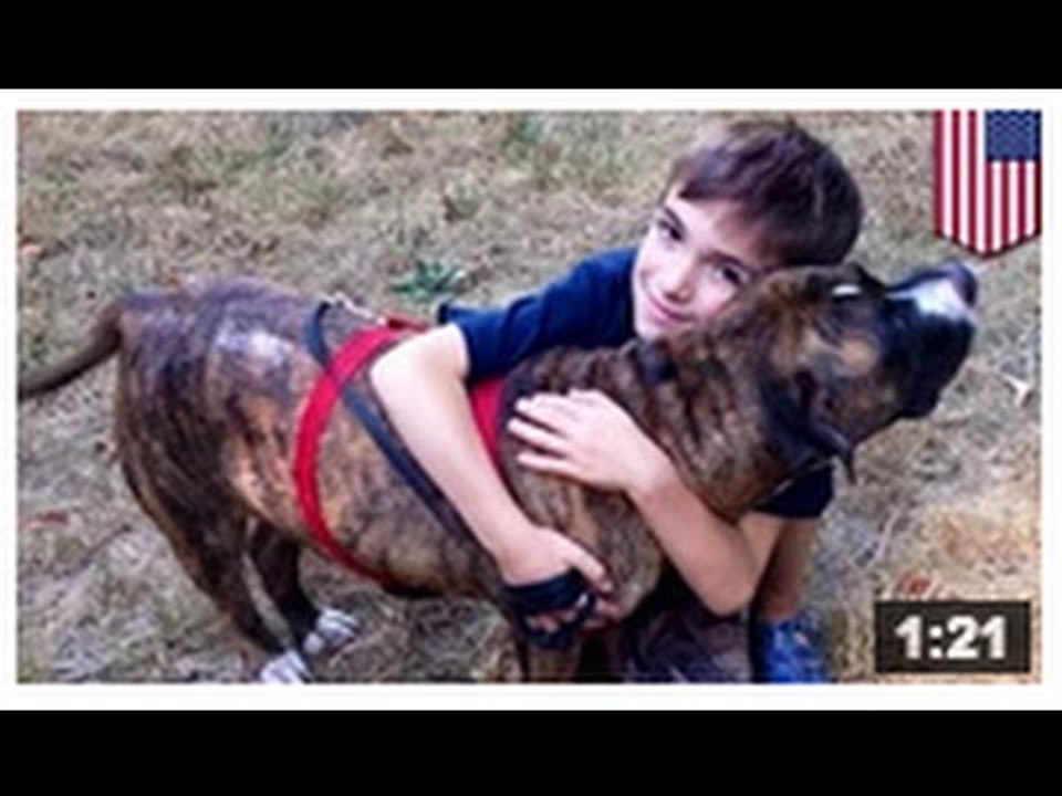 Chien héroïque: Un pitbull sauve un garçon de 8 ans