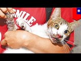 Cruauté animale: La police est la recherche d’un suspect ayant brulé et tué un chat