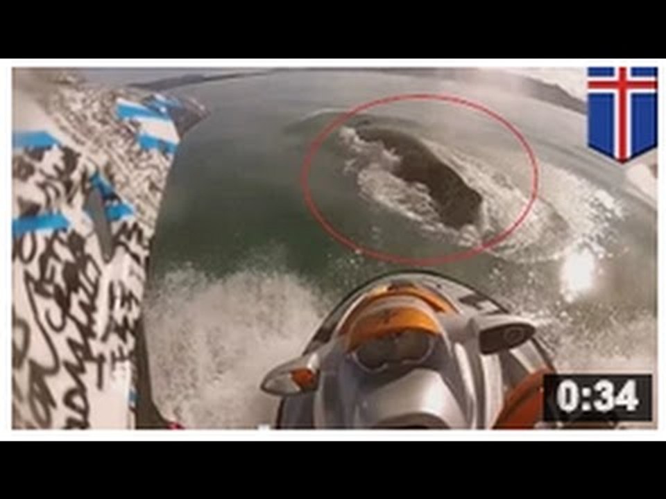 VIDEO: Un jet-skieur se filme percuter une baleine avec son scooter des mers