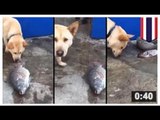 VIDEO: Un chien tente désespérément de sauver un poisson.