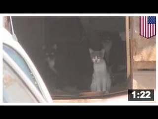 Le corps d’un homme est retrouvé partiellement dévoré par ses animaux de compagnie.